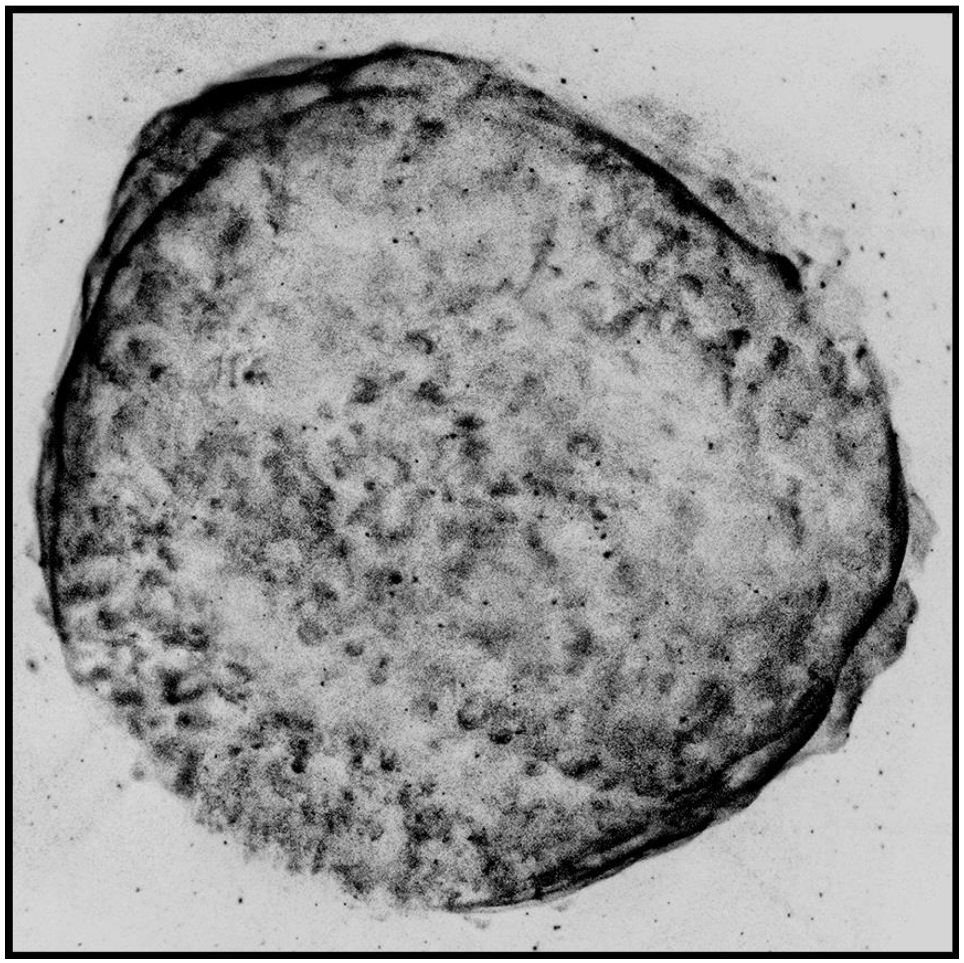 Рентгеново изображение (Chandra, 2013 г.) на остатъка от свръхновата SN 1006 – почти кръгла обвивка с ярък ръб; полето е квадрат със страна 34 дъгови минути.